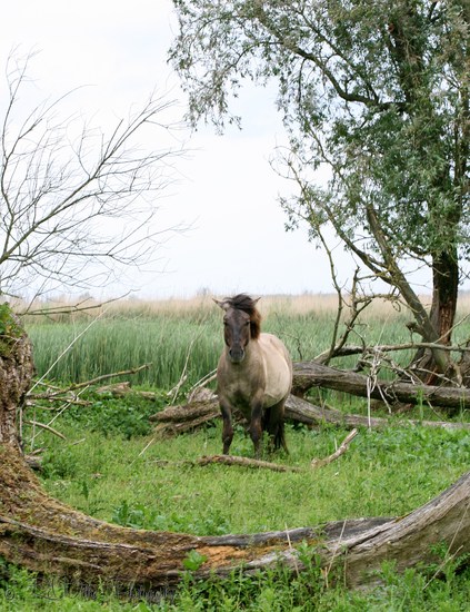 Oostvaardersplassen
