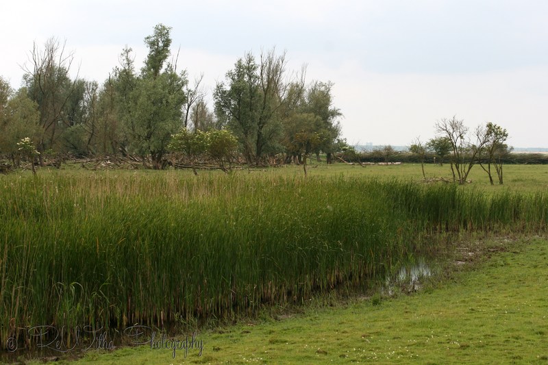 Oostvaardersplassen