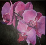 Bloemenpracht en exotische schoonheid