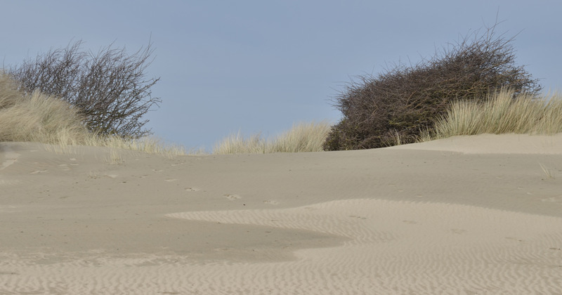 Duinlandschap