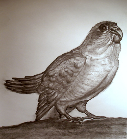 Australische Nachtpapegaai