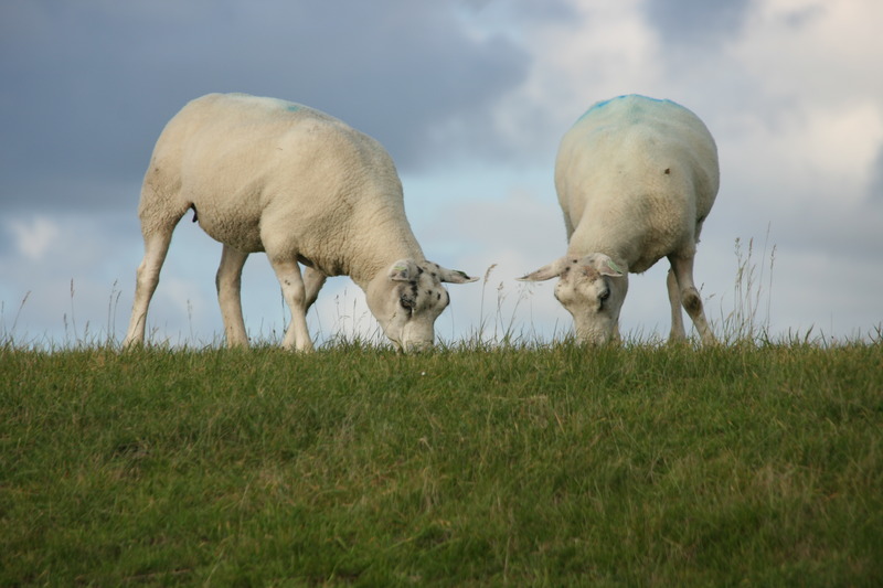 Schapen op de dijk