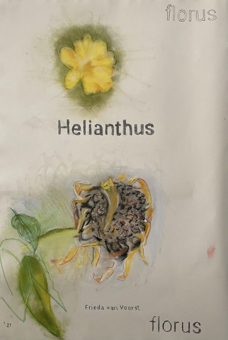 helianthus ,pastel