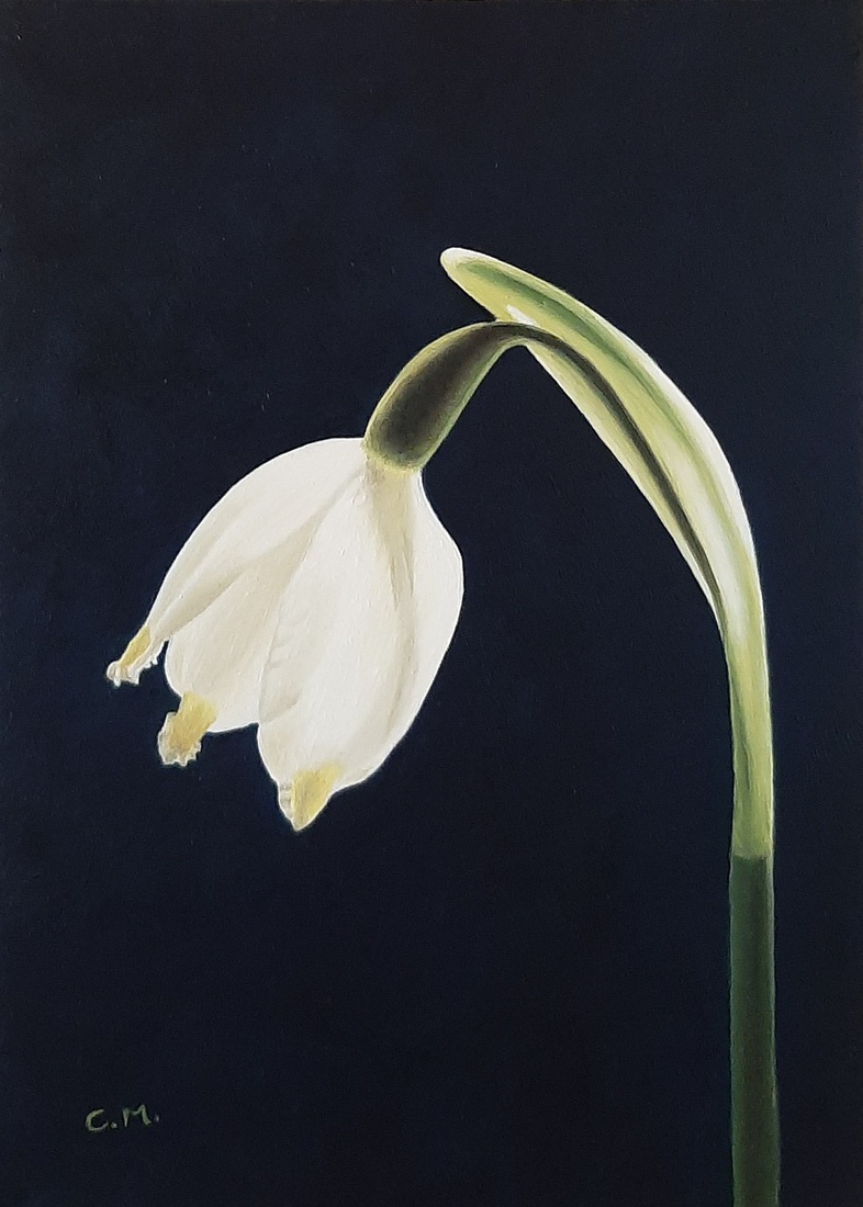 Lenteklokje - Frühlingsknotenblume