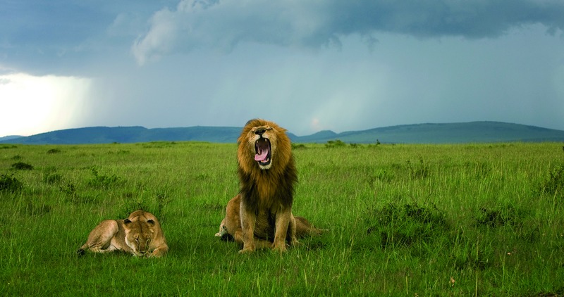 leeuwen in masai mara