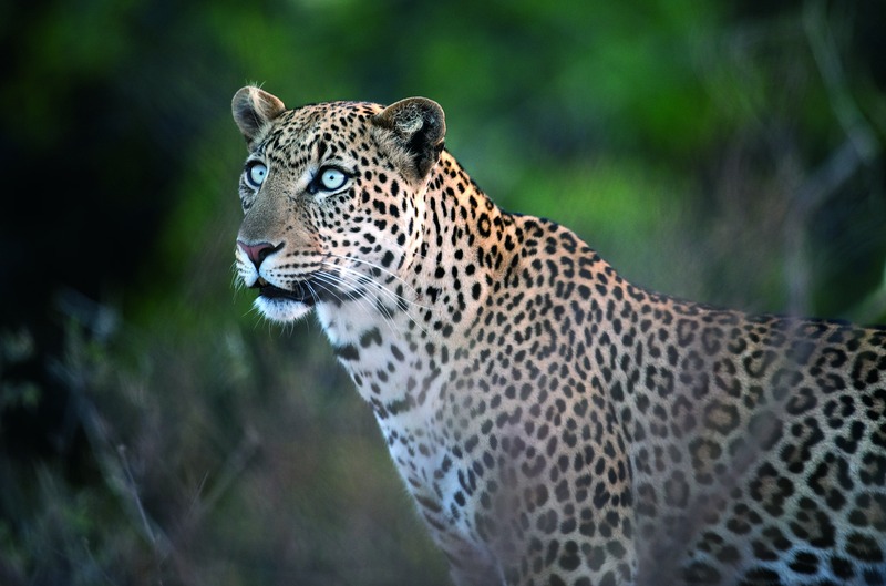 portret van een luipaard