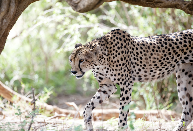 cheetah op jacht