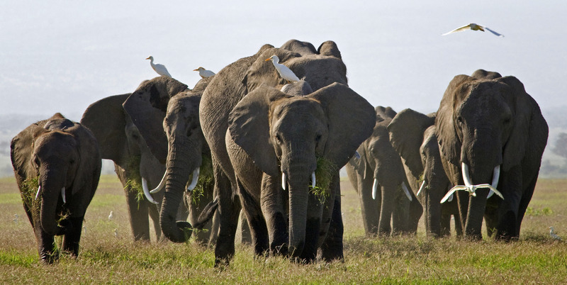 olfanten in Amboseli