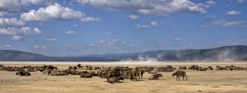buffels in lake nakuru