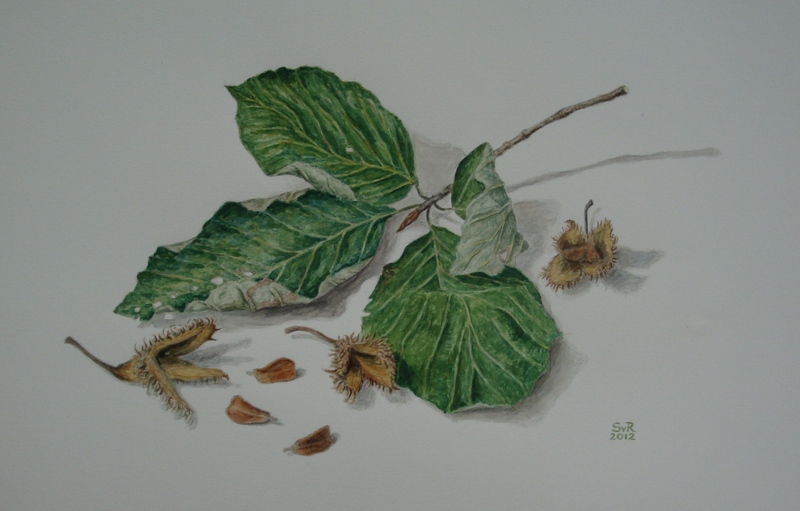 Beukeblad met beukenootjes