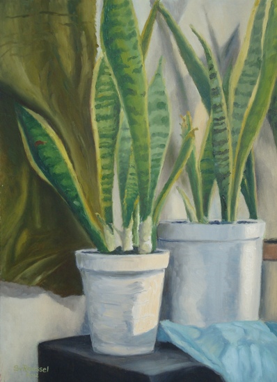 Sanseviëria's