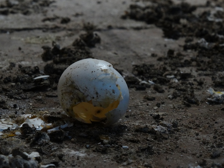 Columbine's egg-shell