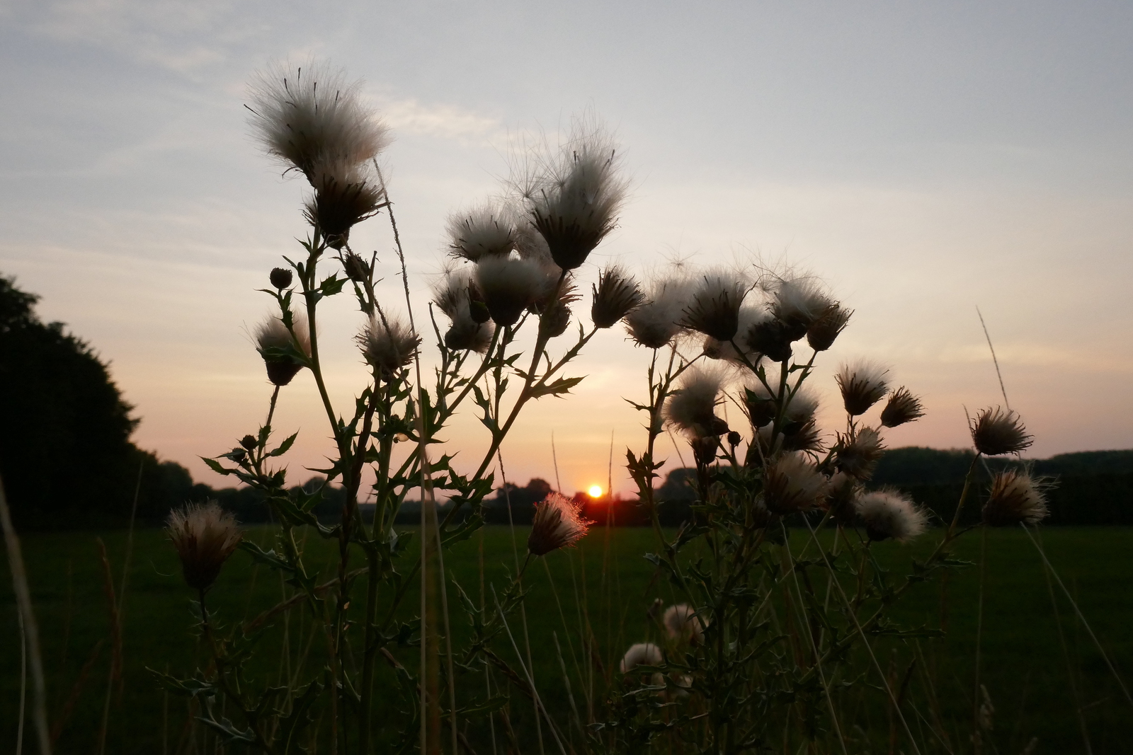 Ce matin (l'automne)