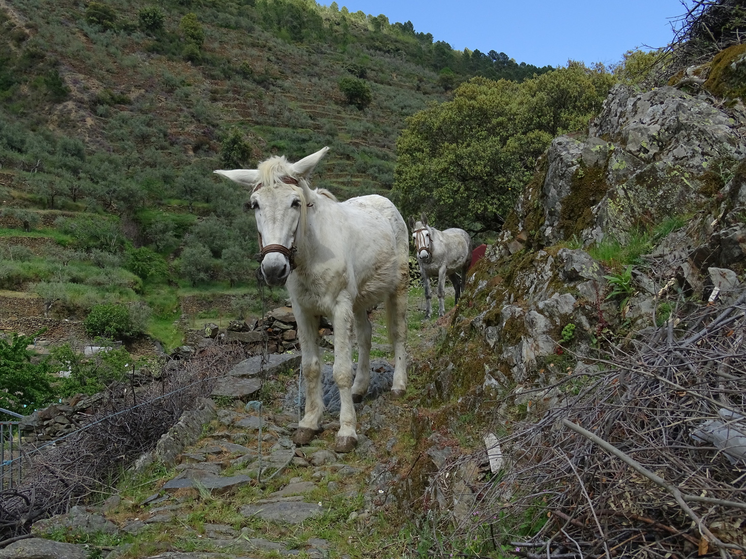 Curiosity, two times