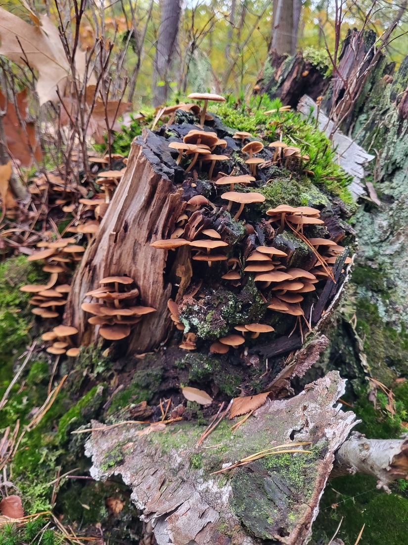 Rushmoors-3