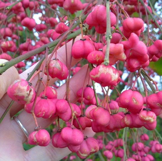 roze besjes balletjes
