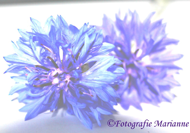 korenbloemen