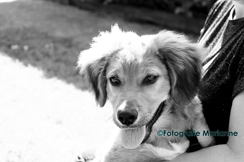 Dozer