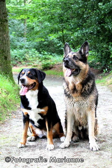 vellow & maud