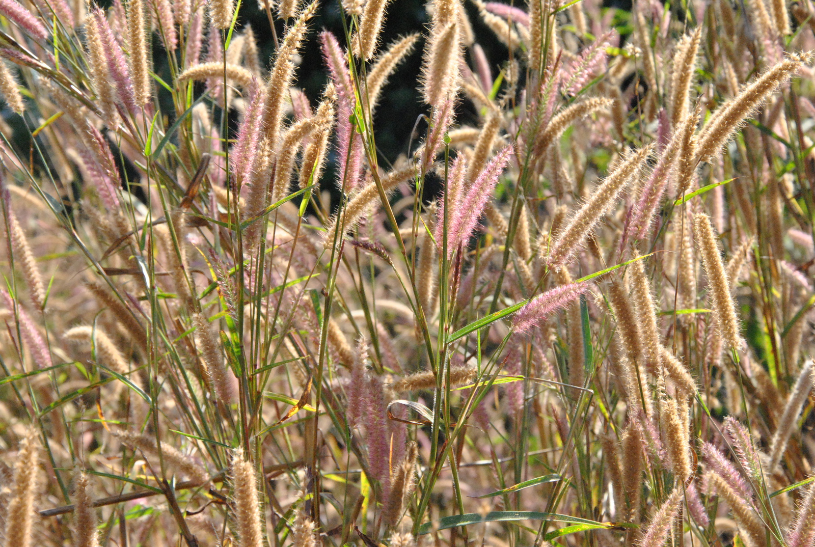 Fields in Laos