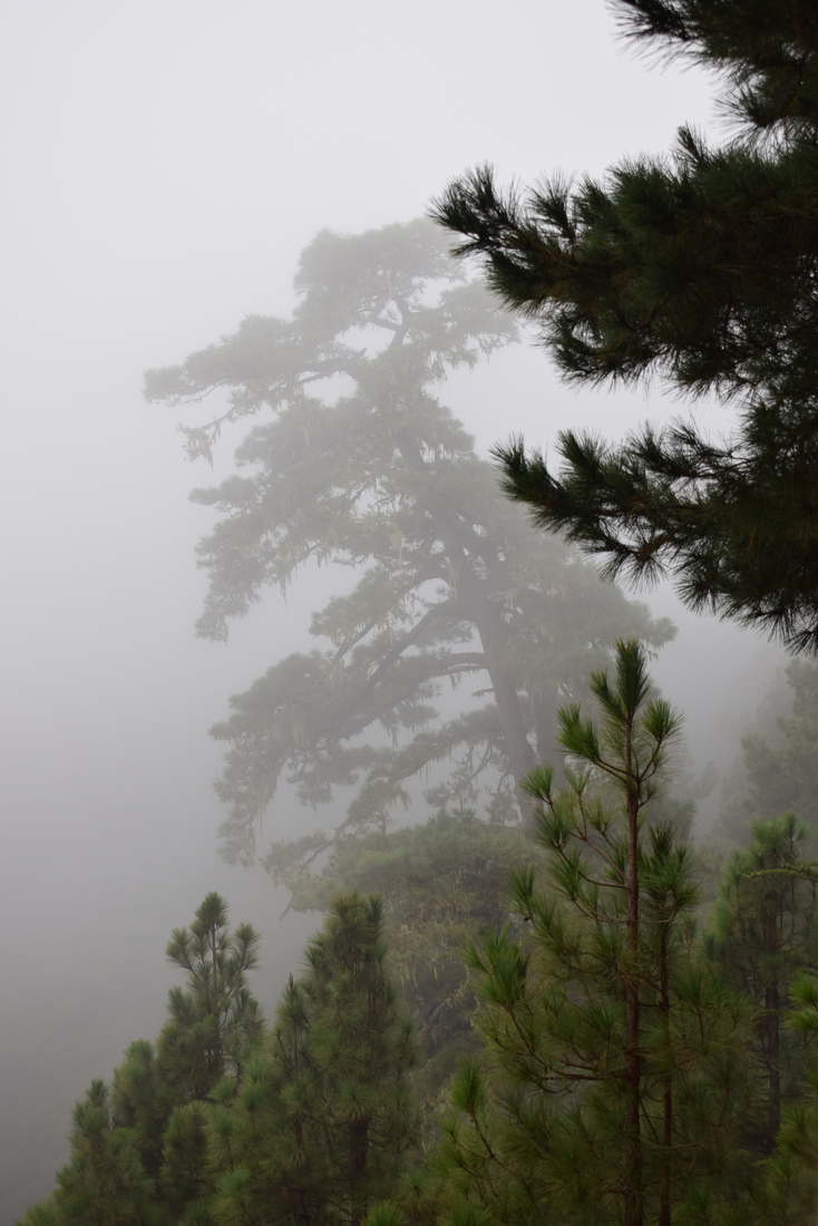 Morningmist on Palma