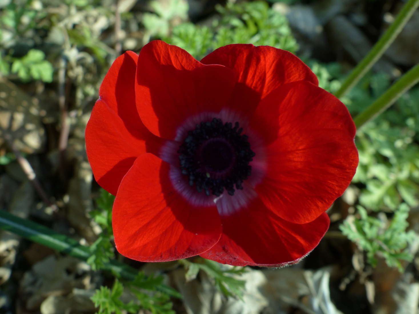 Red leaves (poppy)