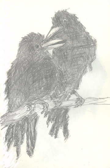 Raven Geheugen en Gedachte: hun ervaringen