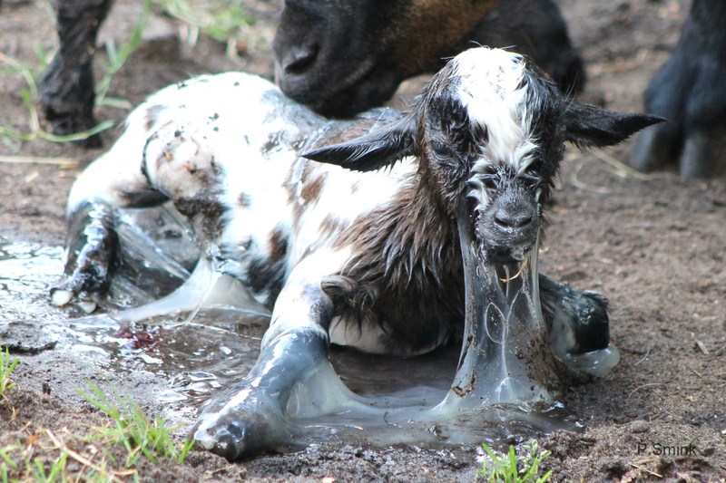 Geitje, net geboren.