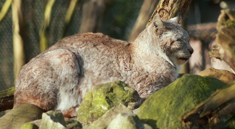 Lynx