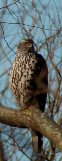 Buizerd