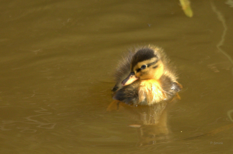 Eend, net uit het ei