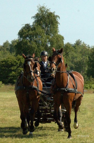 Paardensport