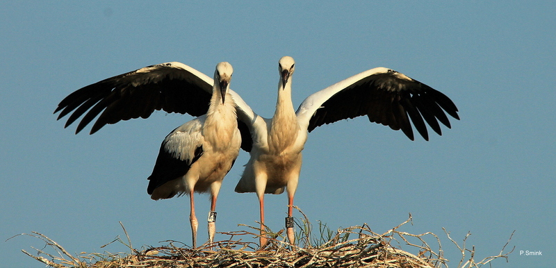 Ooievaartjes