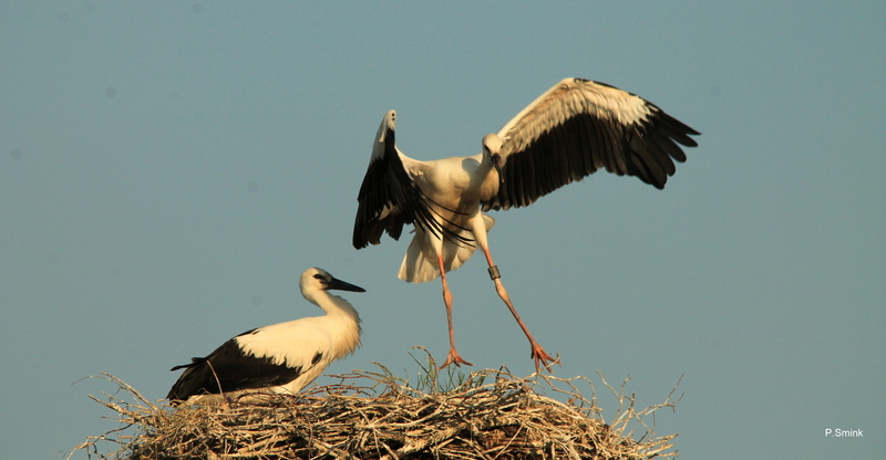 Ooievaartjes