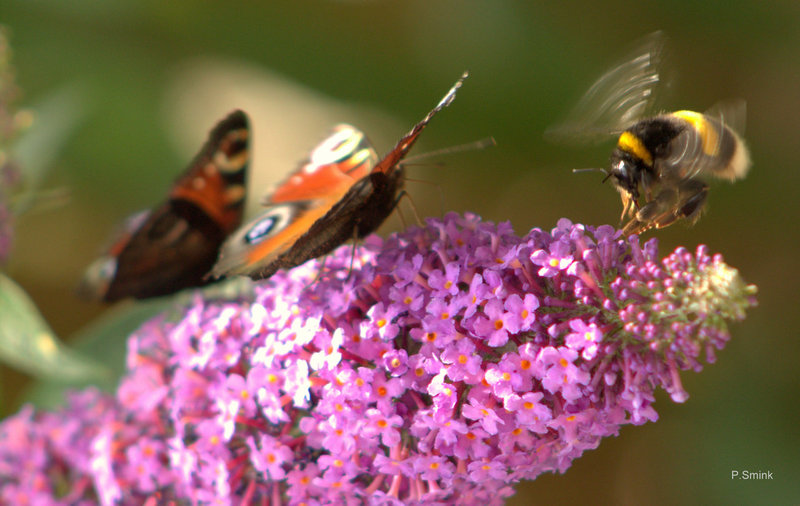 Drukte in de vlinderstruik