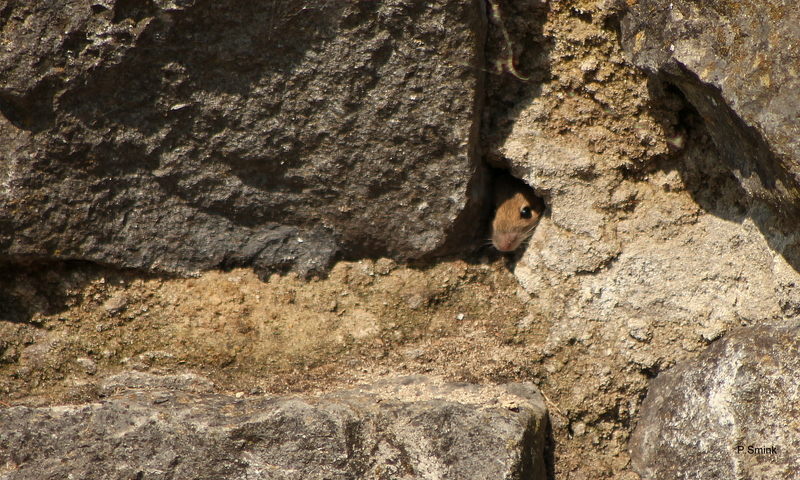 Muisje in de muur