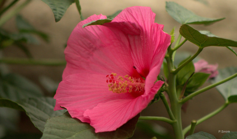 Hibiscus