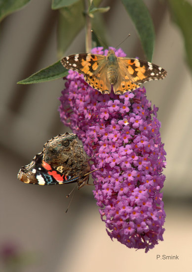 Drukte in de vlinderstruik