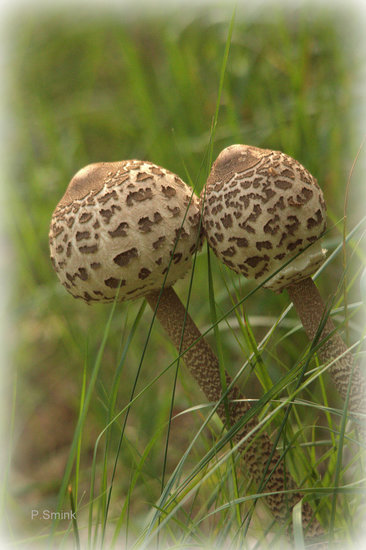 Jonkies Grote parasolzwam