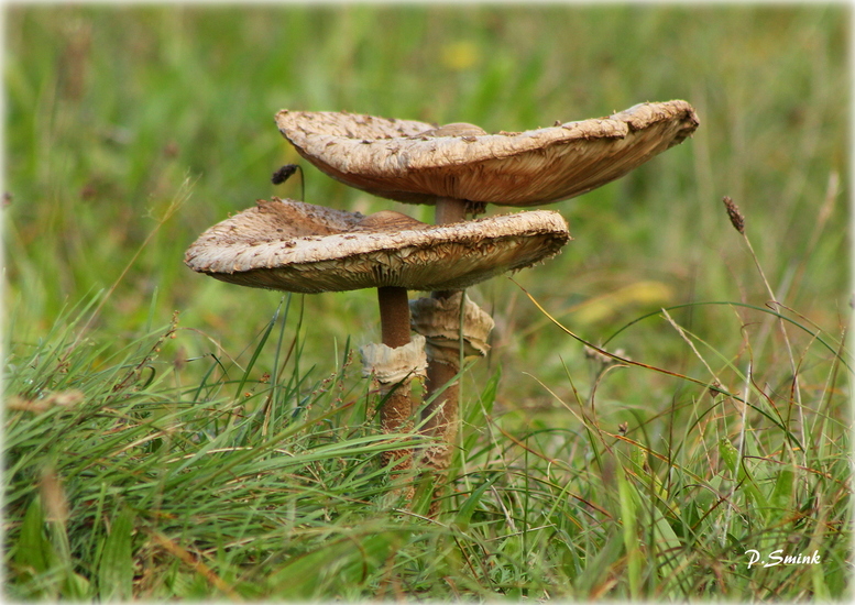 Paddenstoelen