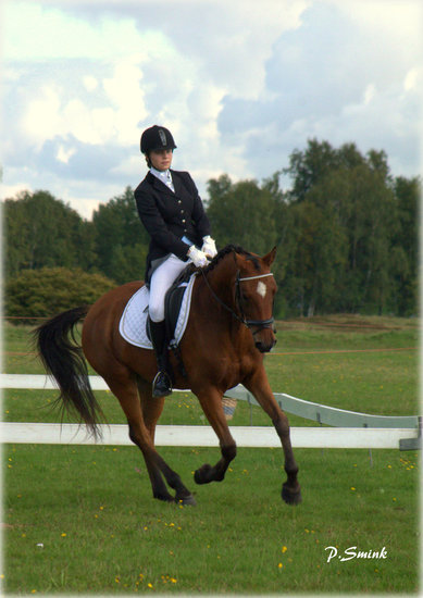 Paardensport