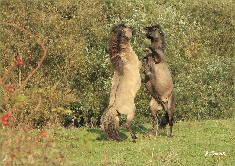 Konikpaarden