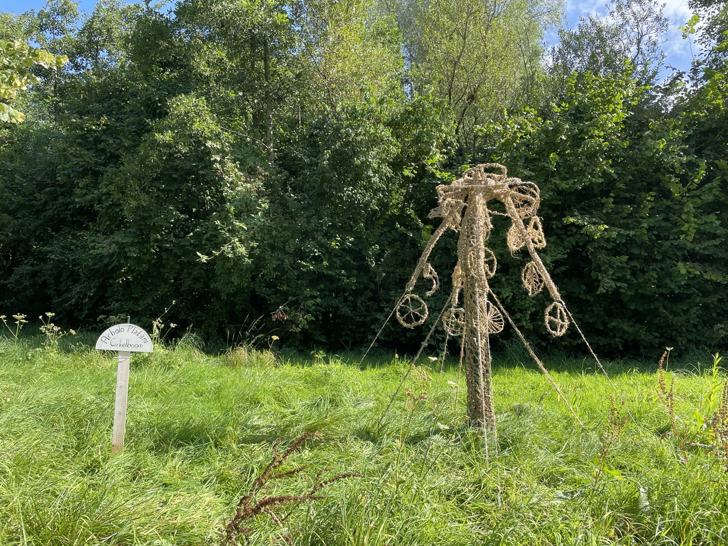 arbolo platani cirkelboom