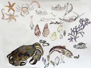 tekeningen veelal in zwart wit,deels ook in kleur met allerlei materialen.