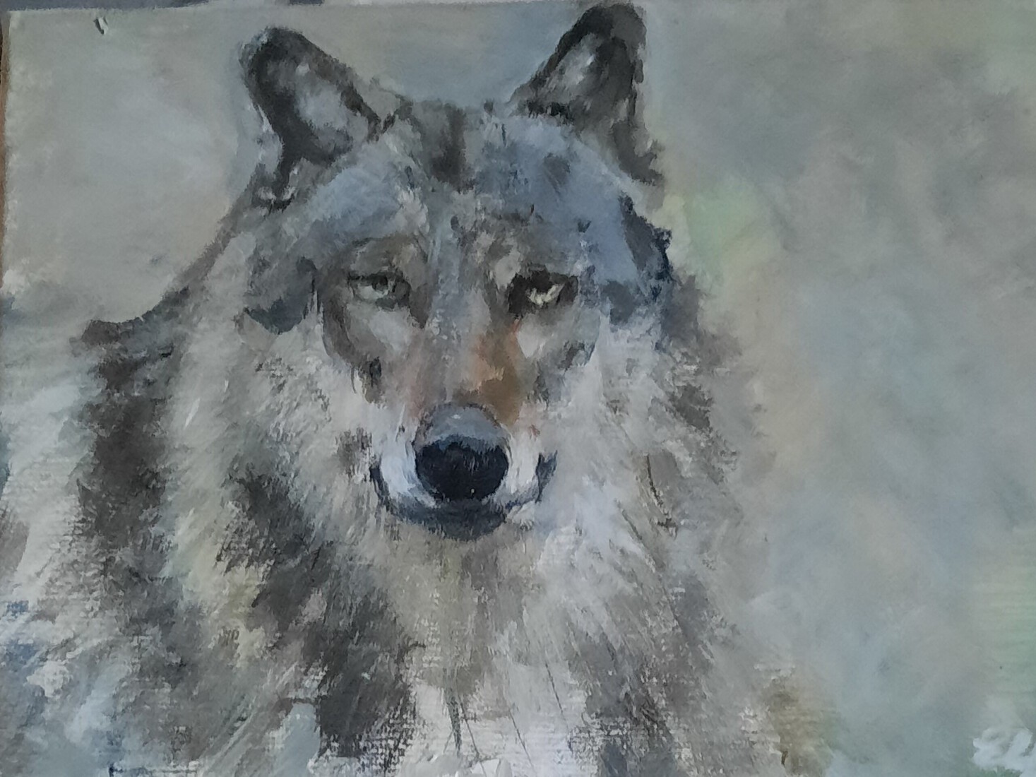Wolf