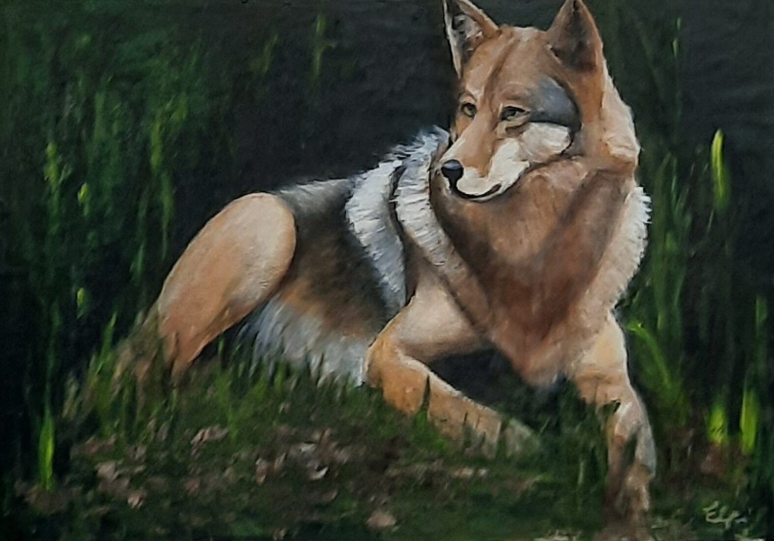 Wolf genaamd Bram 