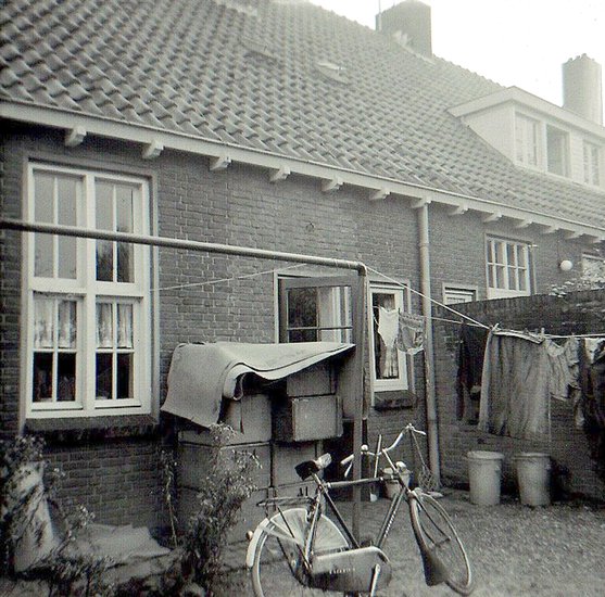 Still life in the back yard