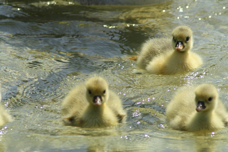Three young geese