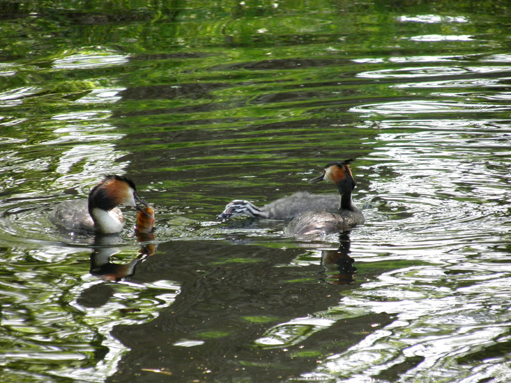Dinnertime for young grebe