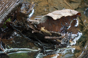 Landschapsfoto's en close-up landschappen